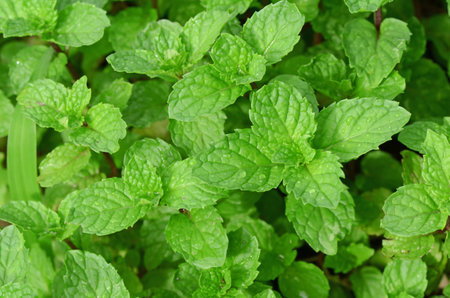 Kitchen Mint ( Mental cordifolia Opiz.) bush on natural light.