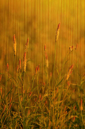 Cockscomb (Celosia argentea Linn.) Near Paddy Field with Evening Light on Wood Texture.の写真素材