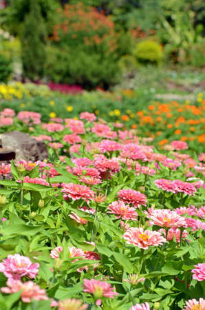Tropical Floral Garden Wallpaper.の写真素材