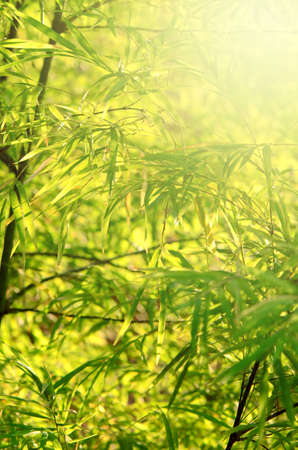 Small Bamboo Forest with Soft Light.の写真素材