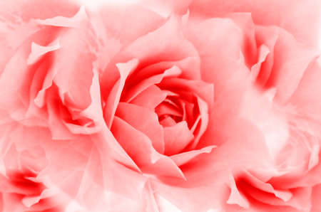 Rose Wallpaper with Soft Focus Color Filtered.の写真素材