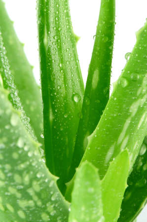 Aloe Vera Leaves (Aloe barbadensis Mill.,Star cactus, Aloe, Aloin, Jafferabad or Barbados) a very useful herbal medicine for skin treatment and use in spa for skin care.の写真素材