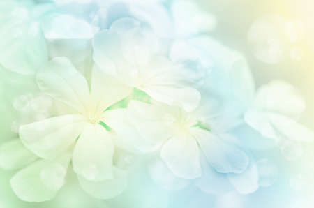 Cape Leadwort Flowers (Plumbago auriculata Lam.) with Soft Focus Color Filtered as Background.の写真素材