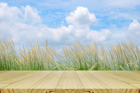 Outdoor Picnic Background with Picnic Table.の写真素材