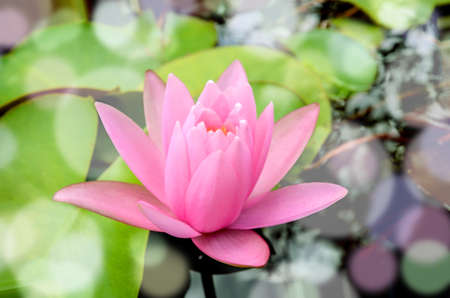 Pink Hardy water-lily (Nymphaea sp. and hybrid) blossom in the morning light.の写真素材