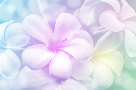 Closed-up of Plumeria spp. (frangipani flowers, Frangipani, Pagoda tree or Temple tree) with Soft Focus Color Filtered as Background.の写真素材