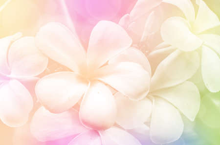 Closed-up of Plumeria spp. (frangipani flowers, Frangipani, Pagoda tree or Temple tree) with Soft Focus Color Filtered as Background.の写真素材