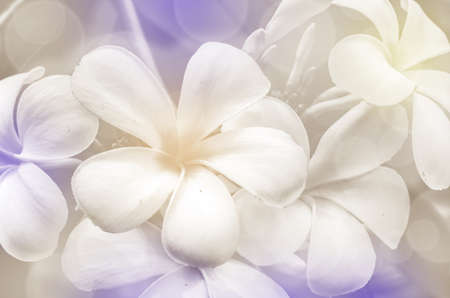 Closed-up of Plumeria spp. (frangipani flowers, Frangipani, Pagoda tree or Temple tree) with Soft Focus Color Filtered as Background.の写真素材