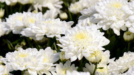 Spray Type of White Chrysanthemum (Dendranthemum grandifflora) in closed-up.の写真素材