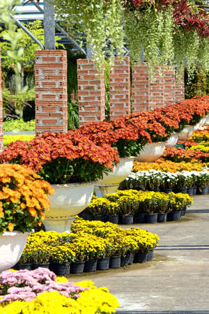 Indoor gardenning, Chrysanthemum in garden arrangement which blooming on November.の写真素材