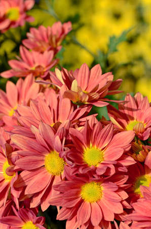 Spray Type of Orange Chrysanthemum (Dendranthemum grandifflora) in closed-up.の写真素材