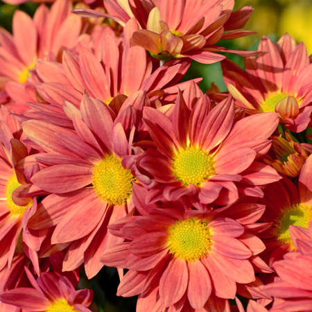Spray Type of Orange Chrysanthemum (Dendranthemum grandifflora) in closed-up.の写真素材