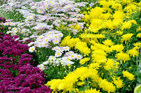Purple, Pink and Yellow Chrysanthemum Flowers in the Garden.の写真素材