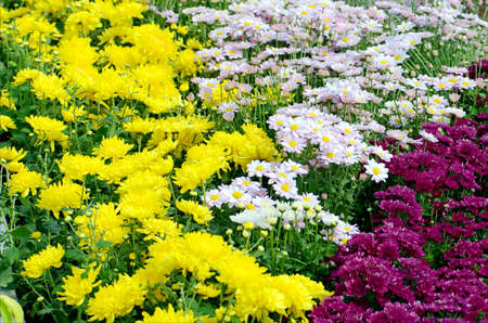 Purple, Pink and Yellow Chrysanthemum Flowers in the Garden.の写真素材