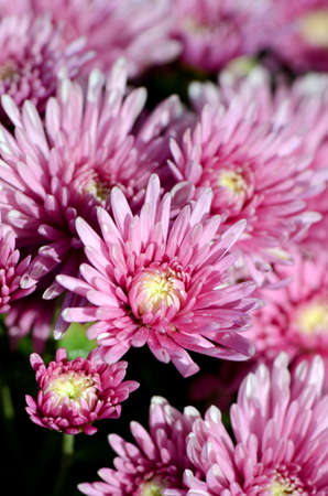 Spray Type of Pink Chrysanthemum (Dendranthemum grandifflora) in closed-up.の写真素材