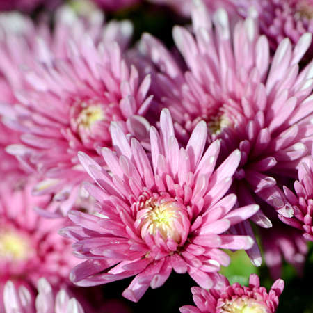 Spray Type of Pink Chrysanthemum (Dendranthemum grandifflora) in closed-up.の写真素材