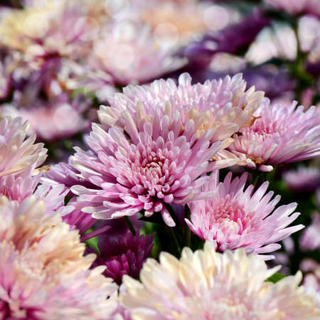 Spray Type of Pink Chrysanthemum (Dendranthemum grandifflora) in closed-up.の写真素材