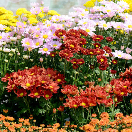 Red, Orange, Pink and Yellow Chrysanthemum Flowers in the Garden.の写真素材