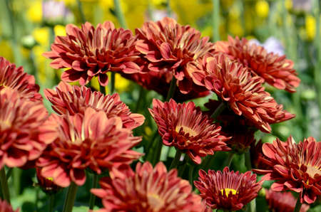 Spray Type of Orange Chrysanthemum (Dendranthemum grandifflora) in closed-up.の写真素材