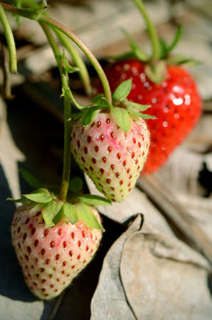 Fresh Strawberry in plantation field on natural background.の写真素材
