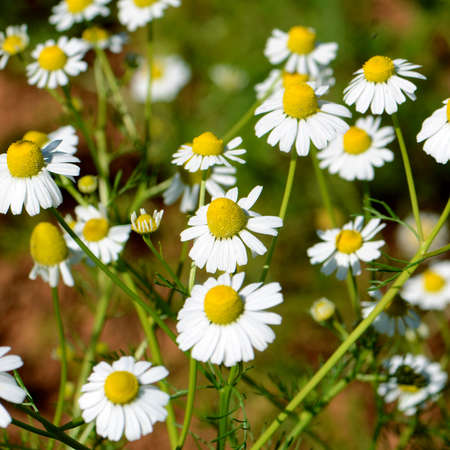Chamomile (Chamaemelum nobile L.).の写真素材