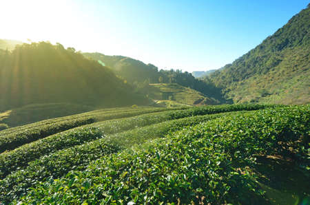 Green tea plantation field in the valley.の写真素材