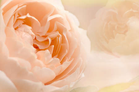 Roses in Soft Pastel Tone.の写真素材