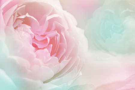 Roses in Soft Pastel Tone.の写真素材