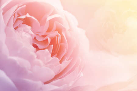 Roses in Soft Pastel Tone.の写真素材