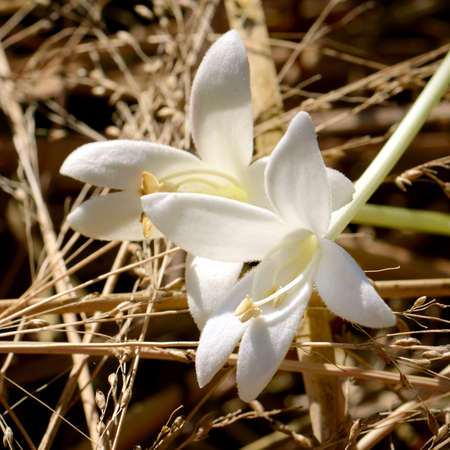 White flowers of Cork Tree or Indian Cork (Millingtonia hortensis   L.f.) on Dry Grass background. Flowers of Cork Tree is a respiratory herbal medicine for asthma.の写真素材