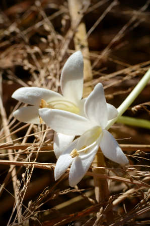 White flowers of Cork Tree or Indian Cork (Millingtonia hortensis   L.f.) on Dry Grass background. Flowers of Cork Tree is a respiratory herbal medicine for asthma.の写真素材