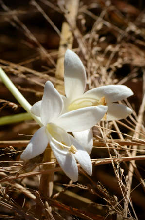 White flowers of Cork Tree or Indian Cork (Millingtonia hortensis   L.f.) on Dry Grass background. Flowers of Cork Tree is a respiratory herbal medicine for asthma.の写真素材