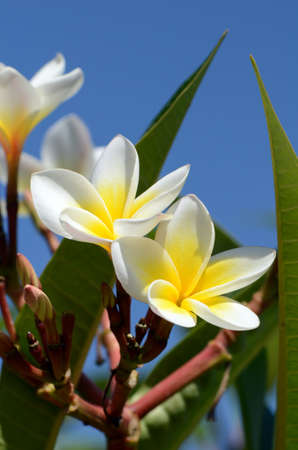 White and yellow Plumeria spp. (frangipani flowers, Frangipani, Pagoda tree or Temple tree) on bright sky background.の写真素材