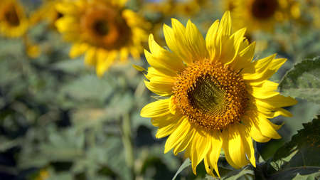 Blossom Sunflower Field.の写真素材
