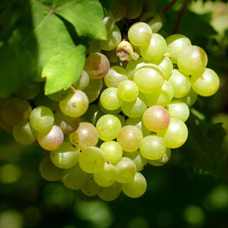 Young seedless grape in the vineyard.の写真素材
