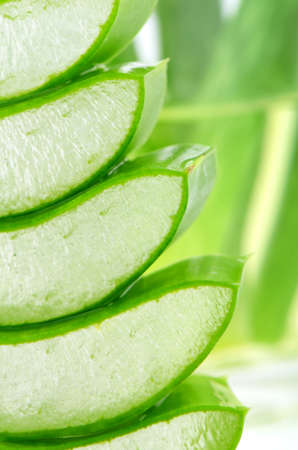 Slice Aloe Vera (Aloe barbadensis Mill.,Star cactus, Aloe, Aloin, Jafferabad or Barbados) a very useful herbal medicine for skin care and hair care.の写真素材