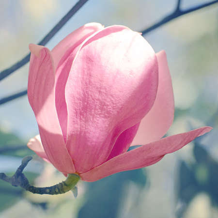 Pink Magnolia (Magnolia liliiflora.) or Tulip tree in botanical garden.の写真素材