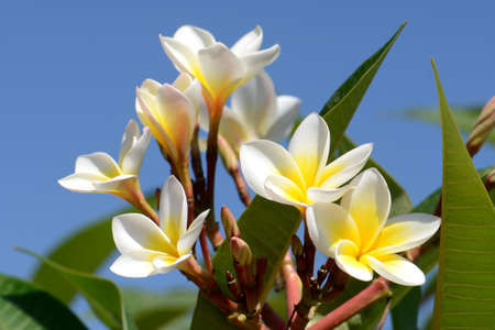 White and yellow Plumeria spp. (frangipani flowers, Frangipani, Pagoda tree or Temple tree) on bright sky background.の写真素材