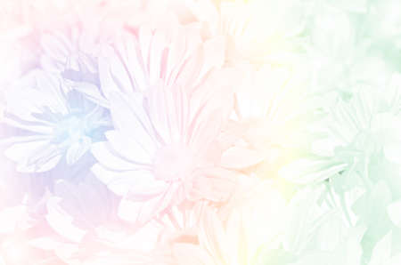 Closed-up of Spray Type of Chrysanthemum (Dendranthemum grandifflora) in Pastel Tone.の写真素材