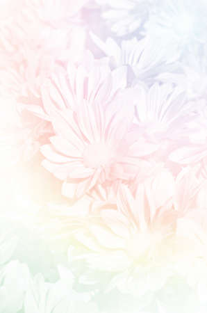 Closed-up of Spray Type of Chrysanthemum (Dendranthemum grandifflora) in Pastel Tone.の写真素材
