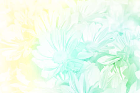Closed-up of Spray Type of Chrysanthemum (Dendranthemum grandifflora) in Pastel Tone.の写真素材