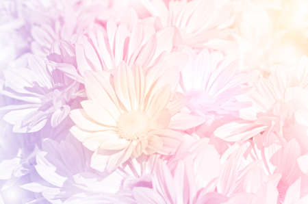 Closed-up of Spray Type of Chrysanthemum (Dendranthemum grandifflora) in Pastel Tone.の写真素材