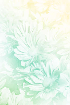 Closed-up of Spray Type of Chrysanthemum (Dendranthemum grandifflora) in Pastel Tone.の写真素材