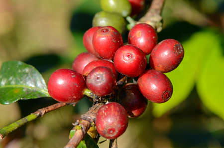 Coffee tree with coffee cherry in plantation field.の写真素材