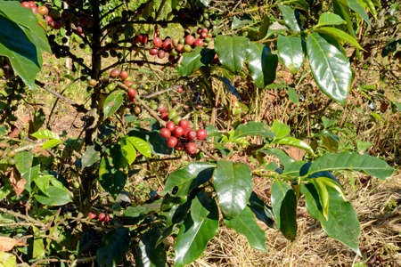 Coffee tree with coffee cherry in plantation field.の写真素材