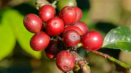 Coffee tree with coffee cherry in plantation field.の写真素材