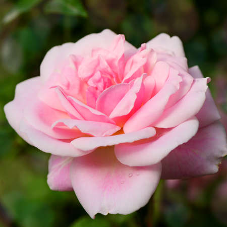 Pink English Roses on Blurred Rose Garden Background.の写真素材