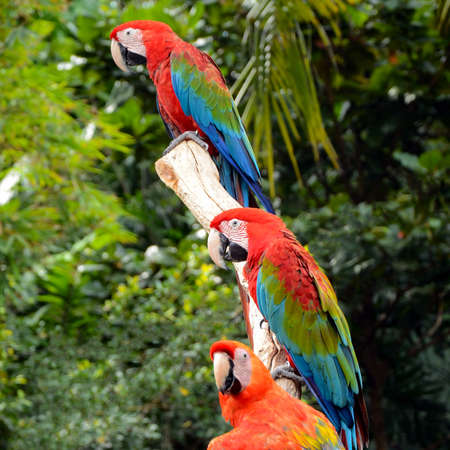 Scarlet macaw (Ara macao) is a large, red, yellow and blue South American parrot.の写真素材
