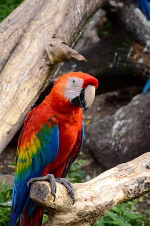 Scarlet macaw (Ara macao) is a large, red, yellow and blue South American parrot.の写真素材