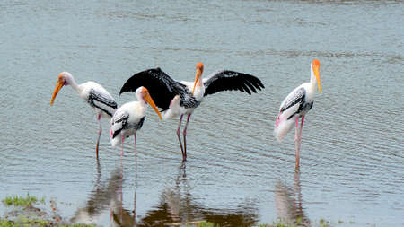 The courtship behavior Of Painted Stork (Mycteria leucocephala) in nature.の写真素材